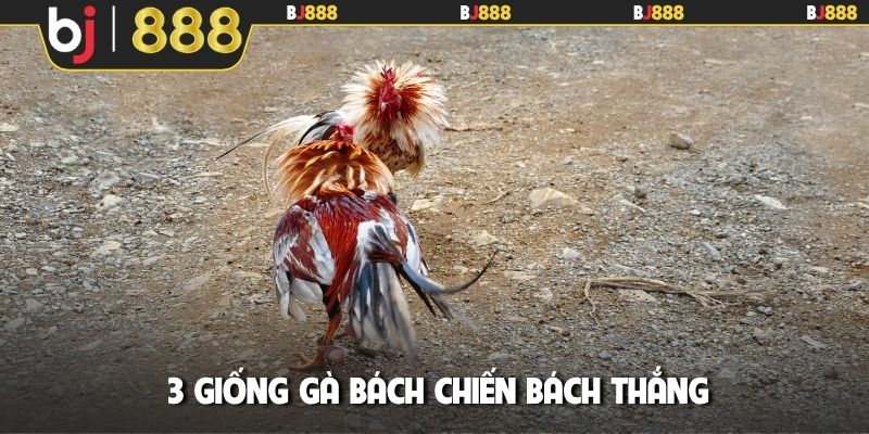 3 giống gà bách chiến bách thắng