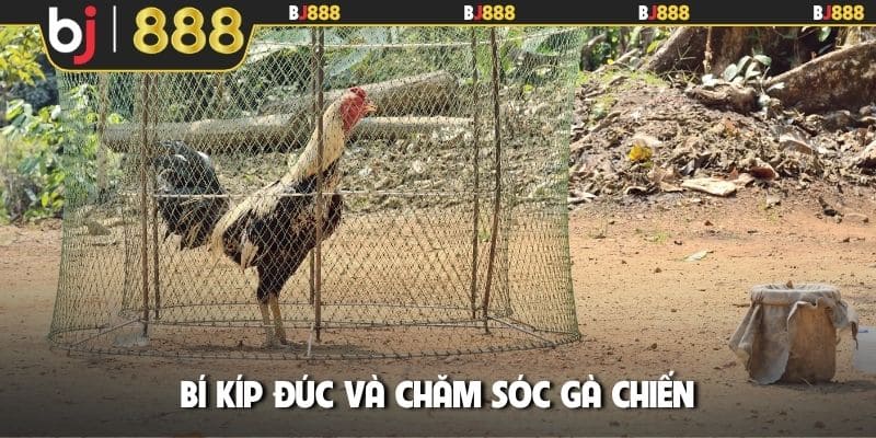 Bí kíp đúc và chăm sóc gà chiến