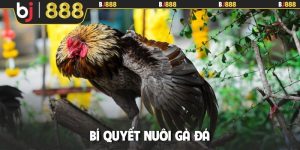 bí quyết nuôi gà đá