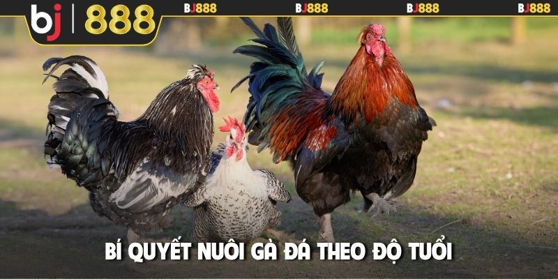 Bí quyết nuôi gà đá theo độ tuổi
