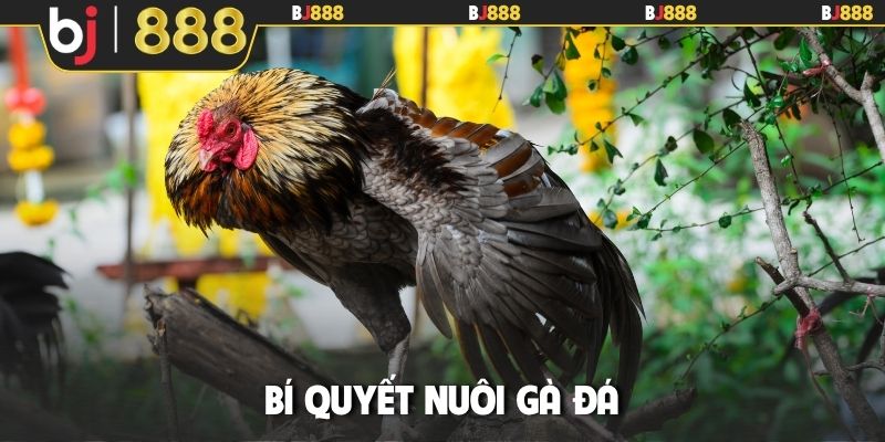 bí quyết nuôi gà đá