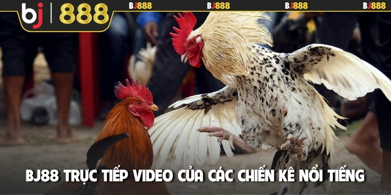 BJ88 trực tiếp video của các chiến kê nổi tiếng