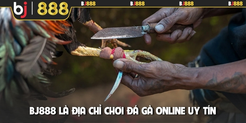 BJ888 là địa chỉ chơi đá gà online uy tín