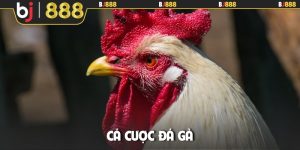Cá cược đá gà
