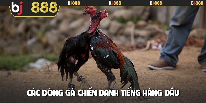 Các dòng gà chiến danh tiếng hàng đầu