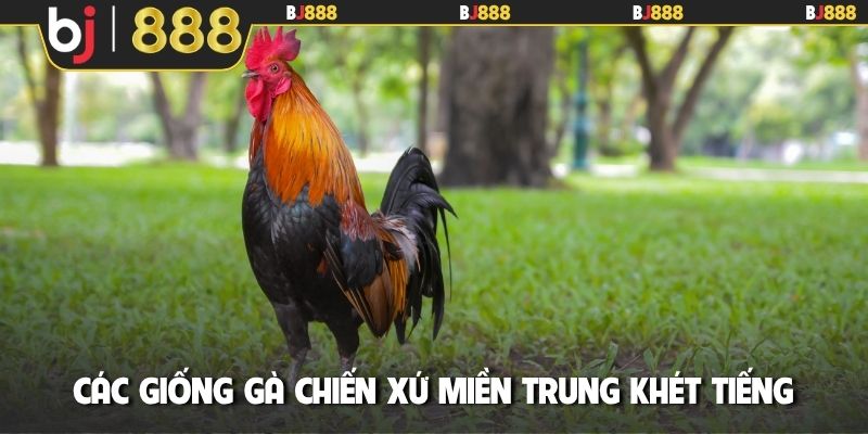 Các giống gà chiến xứ miền Trung khét tiếng