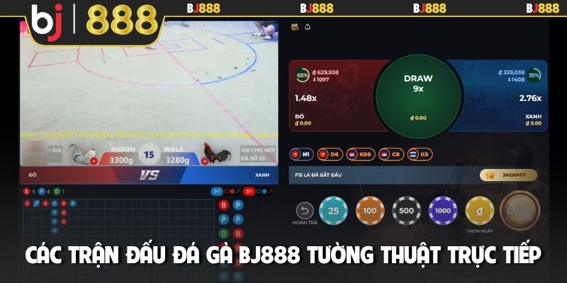 Các trận đấu đá gà BJ888 tường thuật trực tiếp