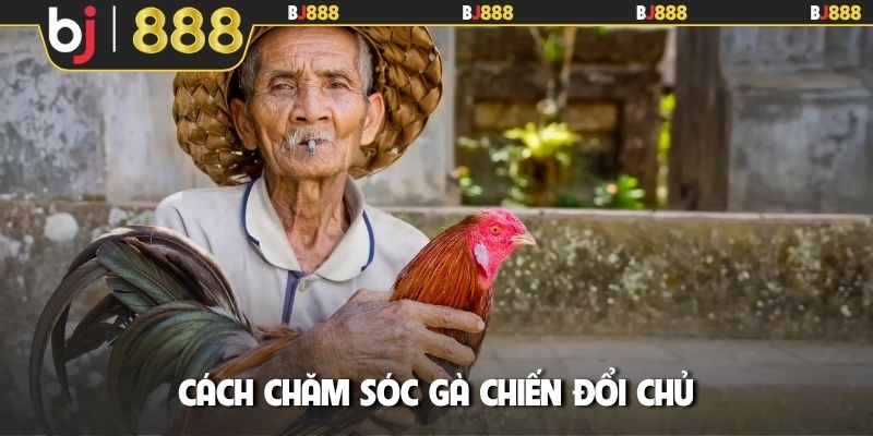 Cách chăm sóc gà chiến đổi chủ