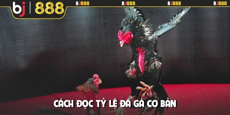 Cách đọc tỷ lệ đá gà cơ bản