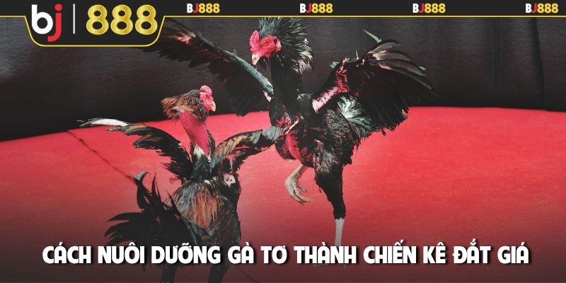 Cách nuôi dưỡng gà tơ thành chiến kê đắt giá