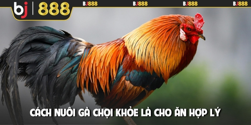 Cách nuôi gà chọi khỏe là cho ăn hợp lý