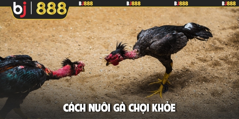 Cách nuôi gà chọi khỏe