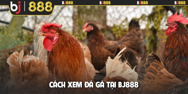 Cách xem đá gà tại BJ88