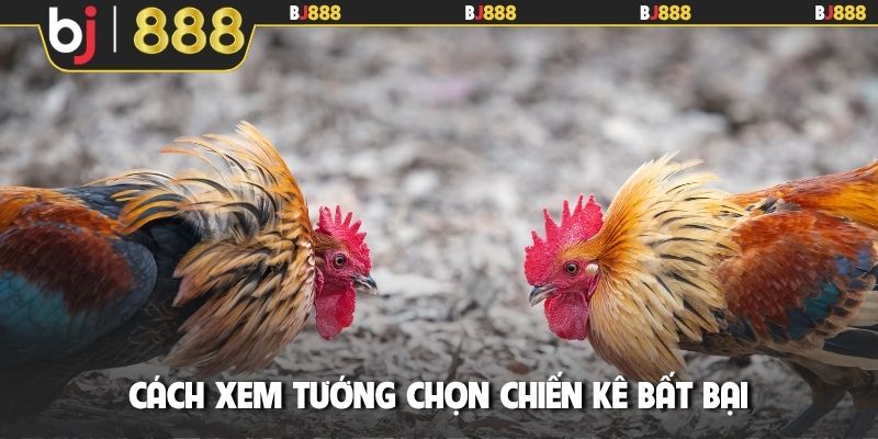 Cách xem tướng chọn chiến kê bất bại