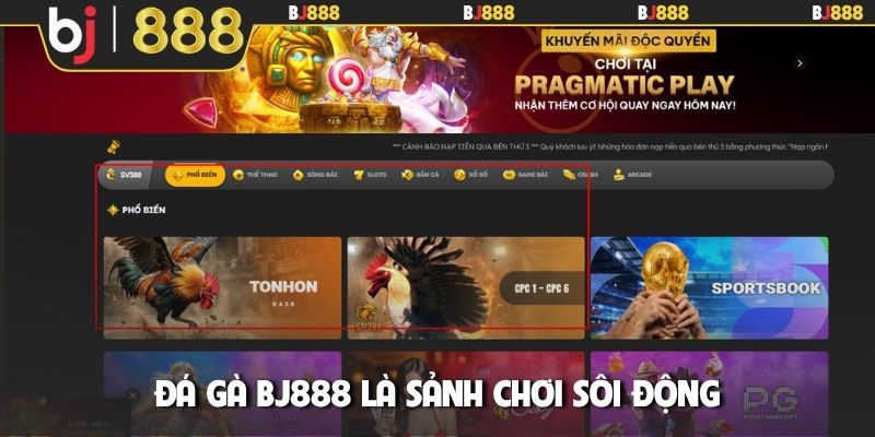Đá gà BJ888 là sảnh chơi sôi động