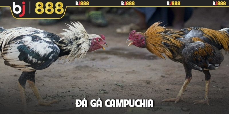 Đá gà Campuchia
