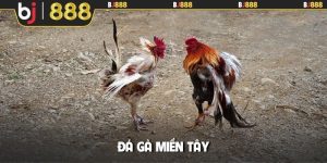 đá gà miền Tây
