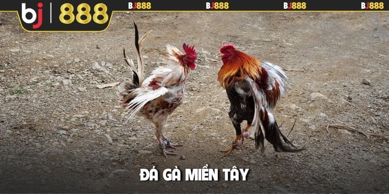 đá gà miền Tây