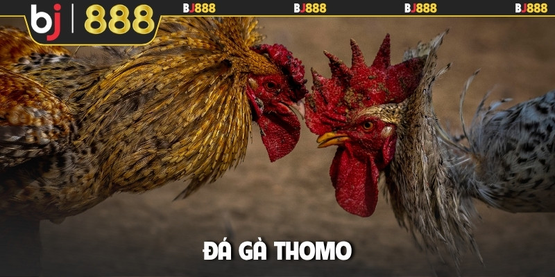Đá gà Thomo