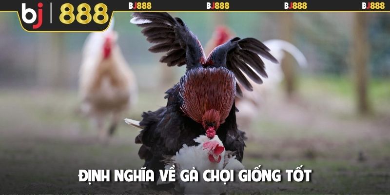 Định nghĩa về gà chọi giống tốt