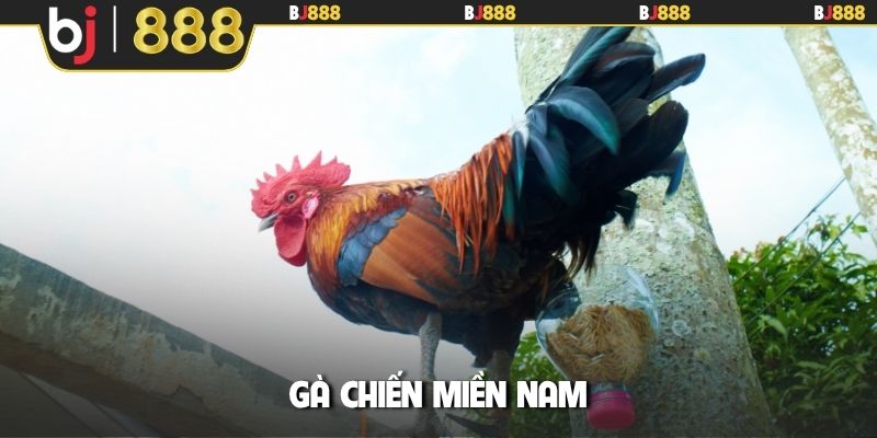 Gà chiến miền Nam