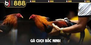 Gà chọi Bắc Ninh
