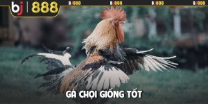 gà chọi giống tốt