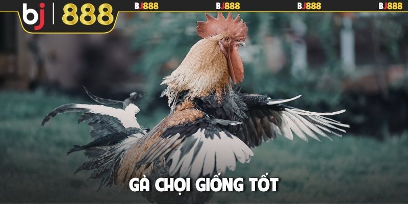 gà chọi giống tốt