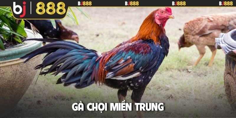 Gà chọi miền Trung