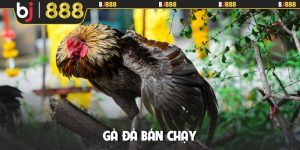 gà đá bán chạy