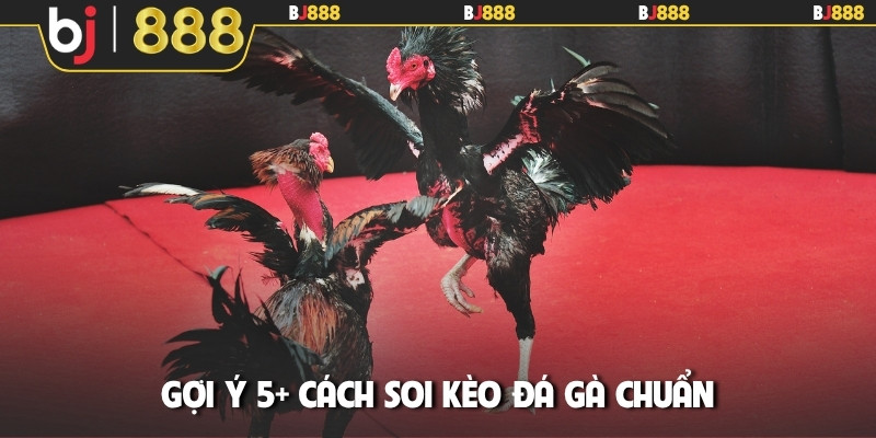 Gợi ý 5+ cách soi kèo đá gà chuẩn