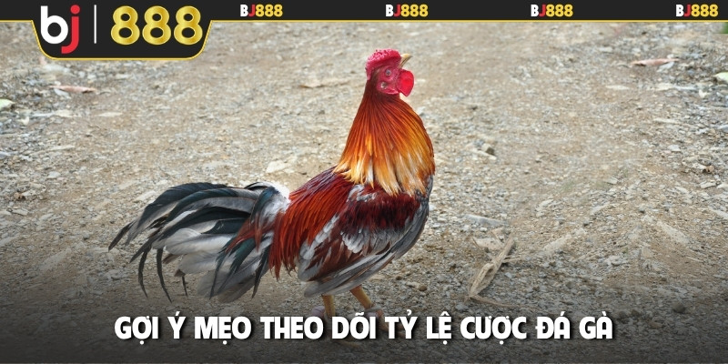 Gợi ý mẹo theo dõi tỷ lệ cược đá gà
