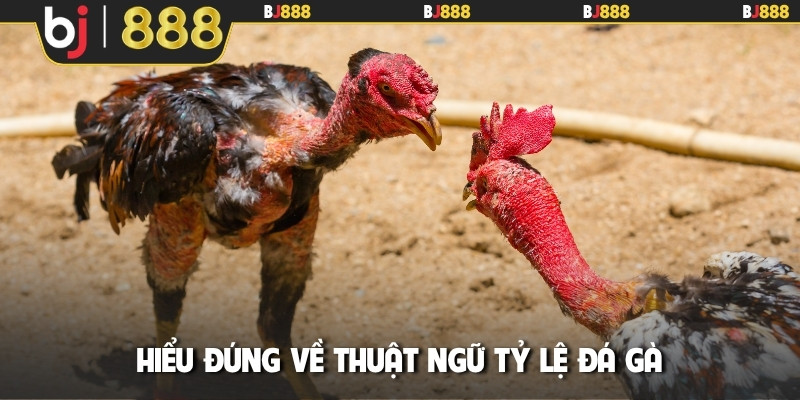 Hiểu đúng về thuật ngữ tỷ lệ đá gà