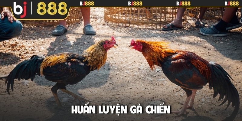 huấn luyện gà chiến