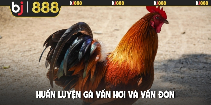 Huấn luyện gà vần hơi và vần đòn