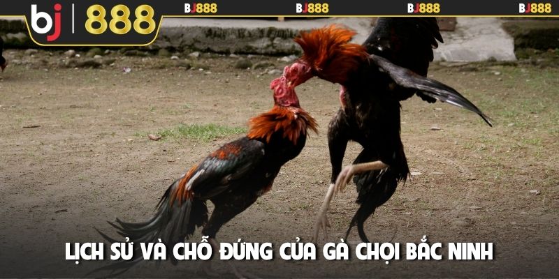Lịch sử và chỗ đứng của gà chọi Bắc Ninh