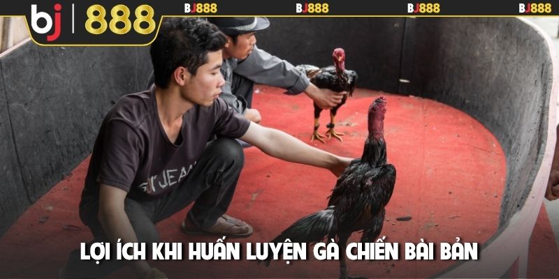 Lợi ích khi huấn luyện gà chiến bài bản