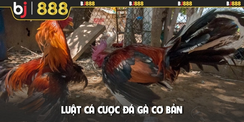 Luật cá cược đá gà cơ bản