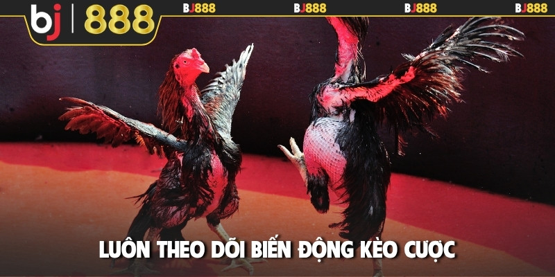 Luôn theo dõi biến động kèo cược