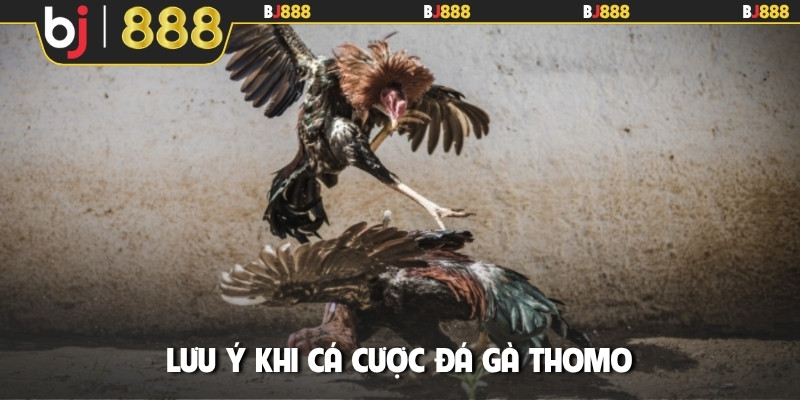 Lưu ý khi cá cược đá gà Thomo