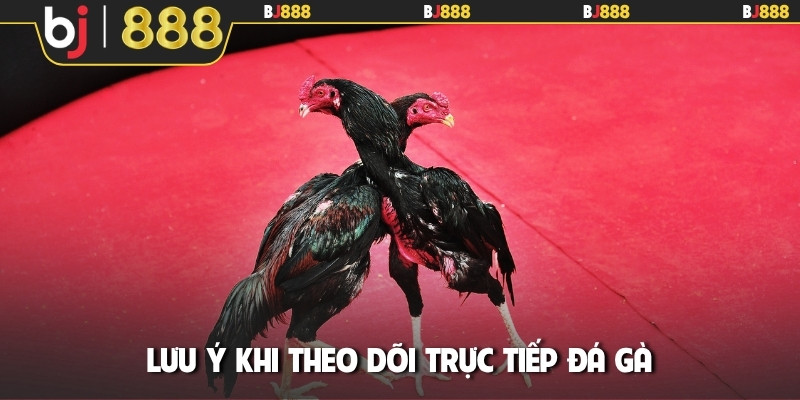 Lưu ý khi theo dõi trực tiếp đá gà