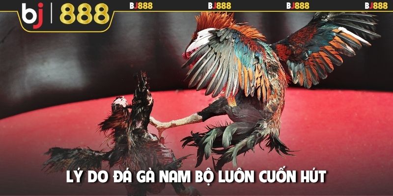 Lý do đá gà Nam Bộ luôn cuốn hút