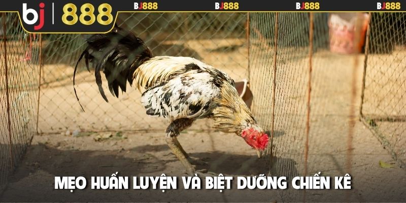 Mẹo huấn luyện và biệt dưỡng chiến kê
