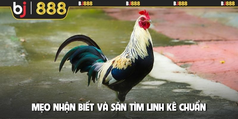 Mẹo nhận biết và săn tìm linh kê chuẩn