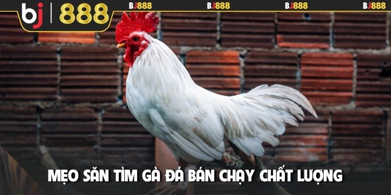Mẹo săn tìm gà đá bán chạy chất lượng