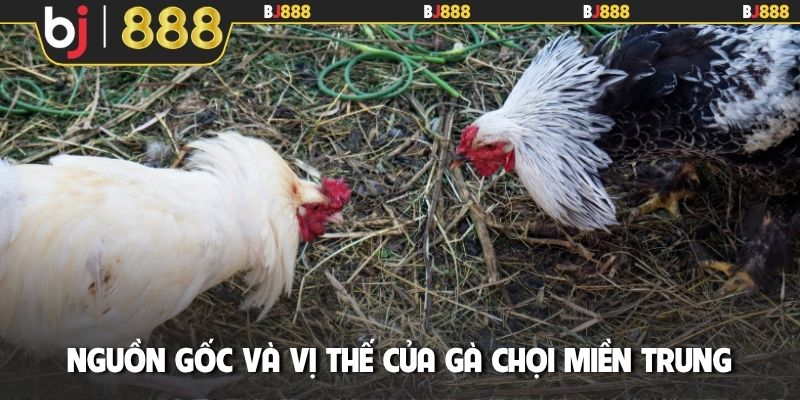 Nguồn gốc và vị thế của gà chọi miền Trung