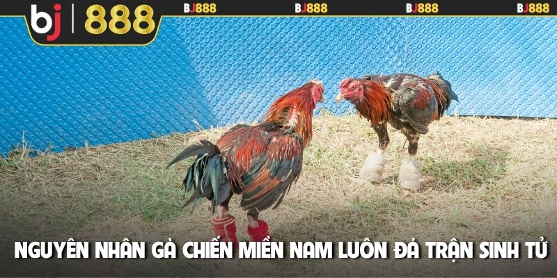 Nguyên nhân gà chiến miền Nam luôn đá trận sinh tử