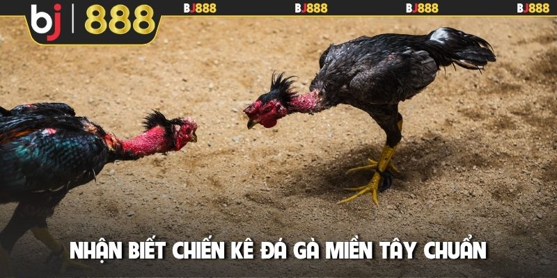 Nhận biết chiến kê đá gà miền Tây chuẩn