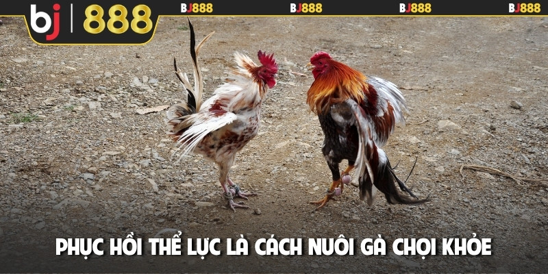 Phục hồi thể lực là cách nuôi gà chọi khỏe