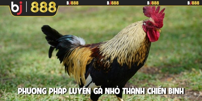 Phương pháp luyện gà nhỏ thành chiến binh
